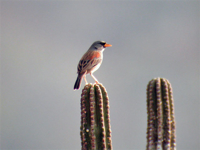 Little Inca Finch Photo by Ventures Birding Tours